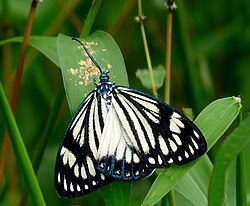 Cyclosia papilionaris feeding on a bird dropping