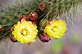Flowers and flower buds