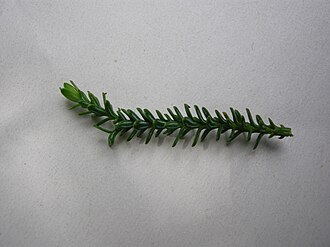 A branchlet with adult leaves.