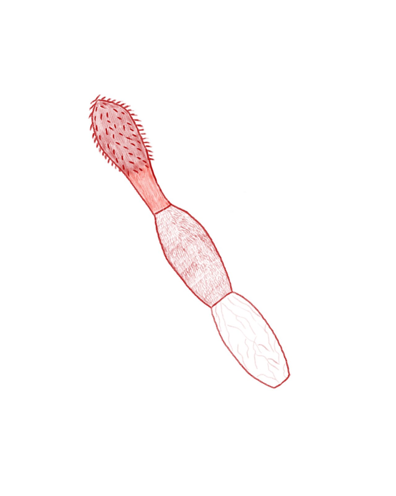 Hand-drawn Polymorphus.jpg