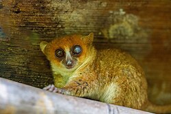 A large-eyed lemur in the National Park of Lokobe, Madagascar