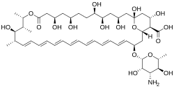 Amphotericin B is an example of a polyene antifungal (antimycotic) agent.[8]