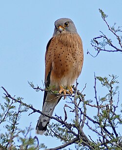 Rock kestrel
