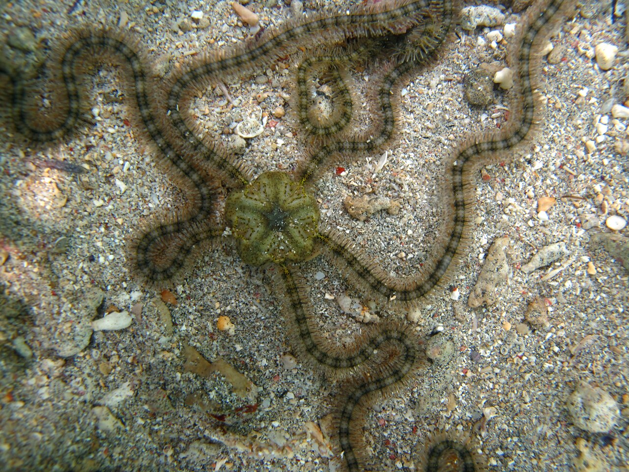 Macrophiothrix longipeda.jpg