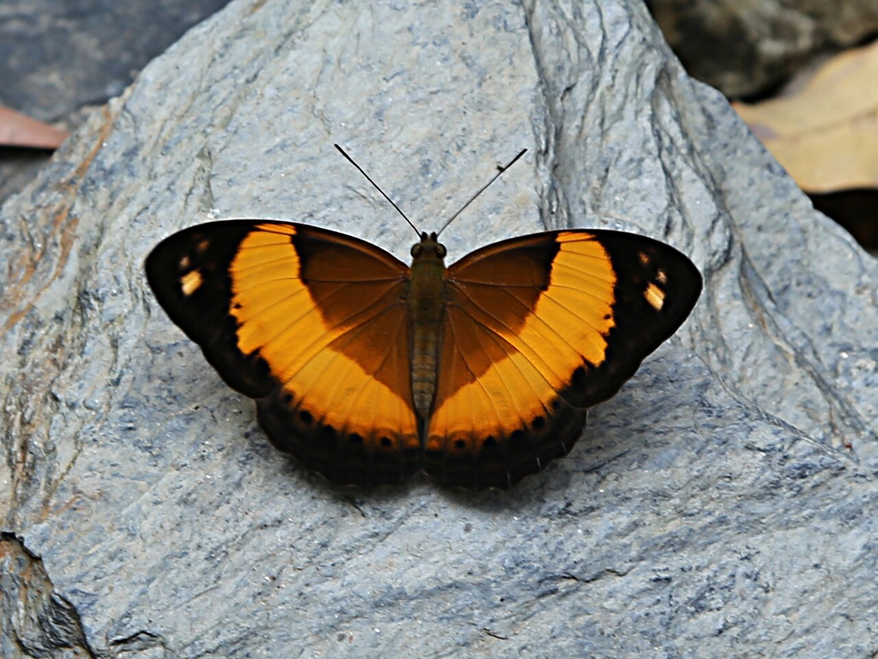 Bordered Rustic (Cupha prosope) - 30345087818.jpg