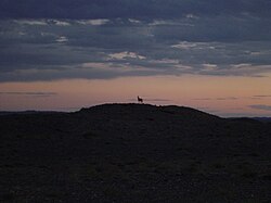A khulan at sunset, in Nomgon