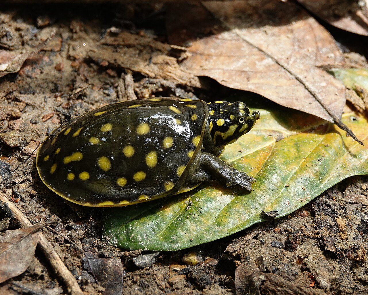 Lissemys punctata 88503116.jpg