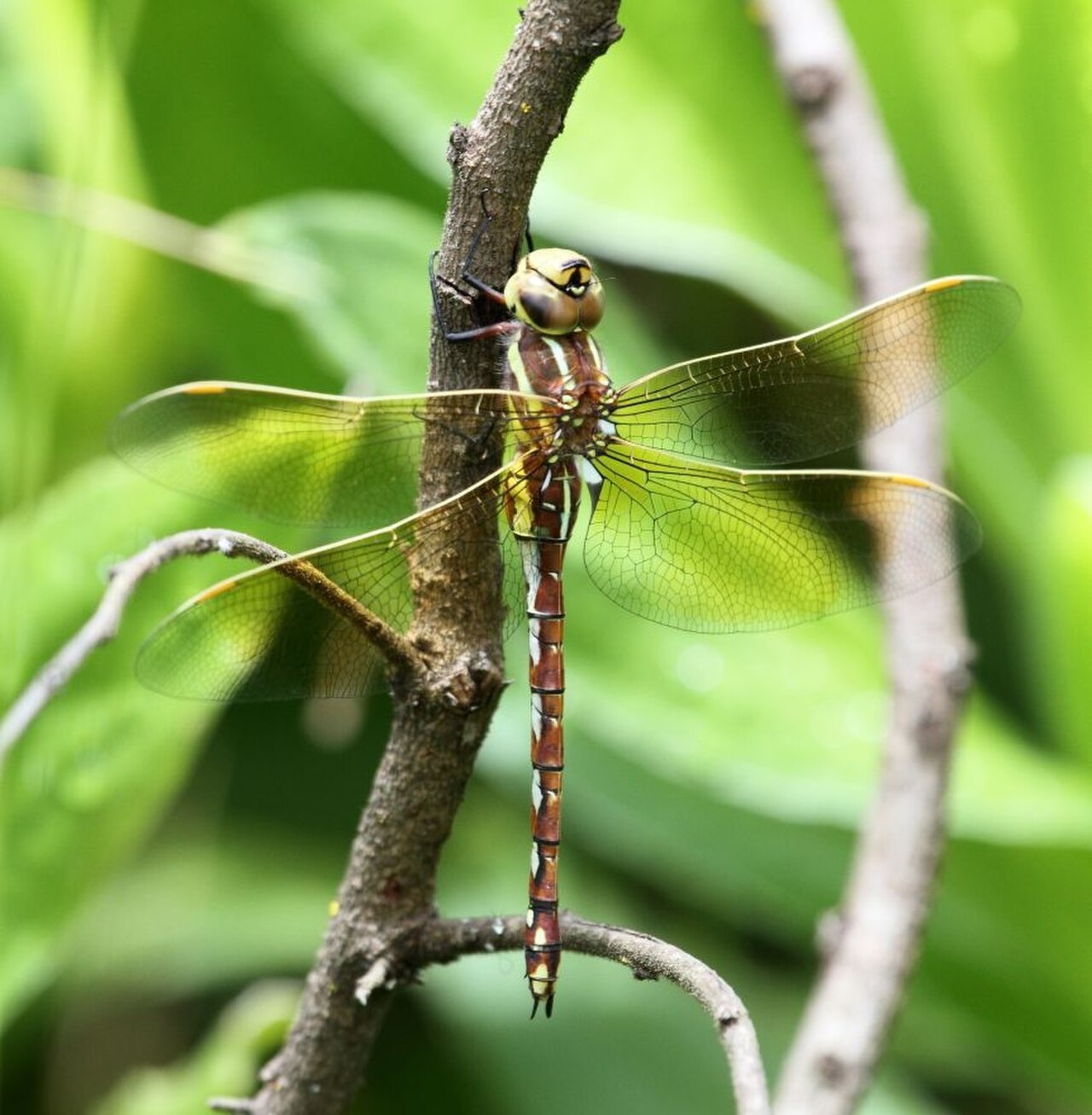 Zosteraeschna minuscula Friendly Hawker 2013 01 20.jpg