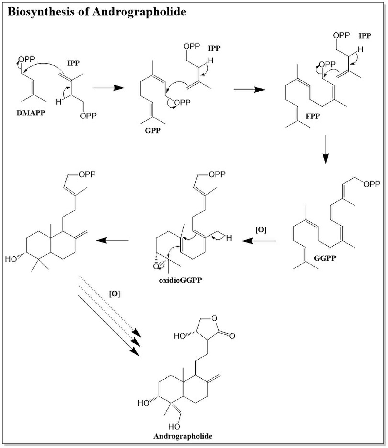 Biosynthesis Figure.jpg