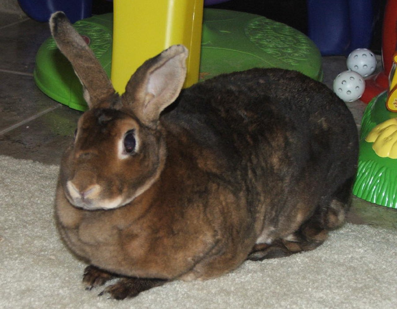 Rabbit minirex doe castor.jpg