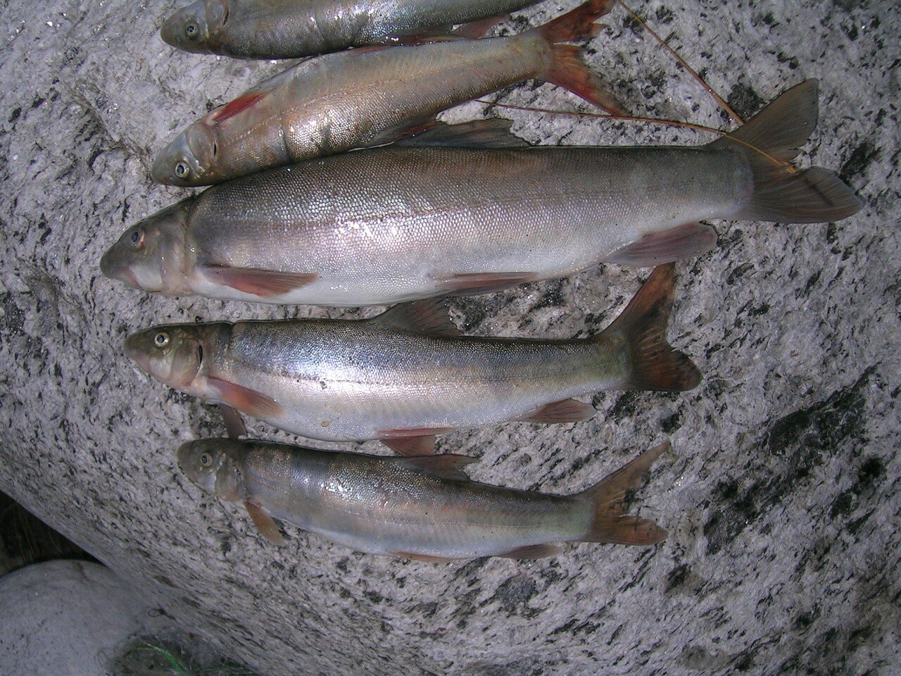 SchizothoraxPithoragarh.jpg