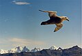 Giant petrel flying above South Georgia Island