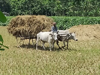 Oxcart