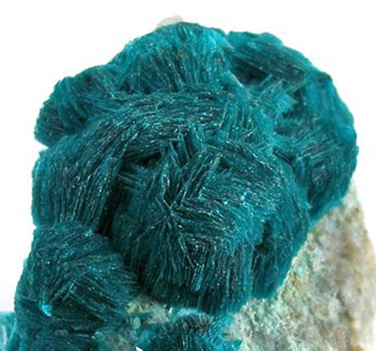 Devilline-t08-23b.jpg