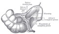 Inferior ileocecal fossa