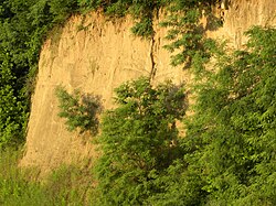 Buff loess