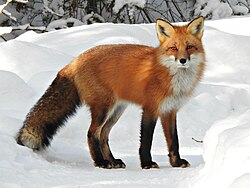 A red fox in Algonquin Provincial Park, Ontario