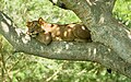 A lion resting in a tree using a leg as a pillow