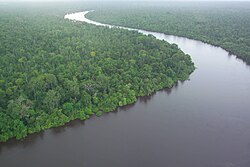 Photograph showing dense peat swamp forest vegetation in Borneo, with trees rising from wetland areas.