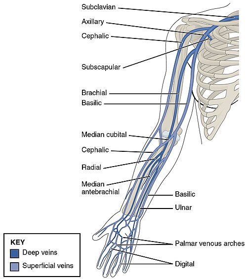An image showing major arm veins