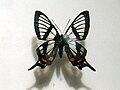 Chorinea sylphina