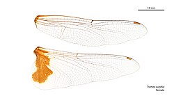 Female Tramea eurybia wings