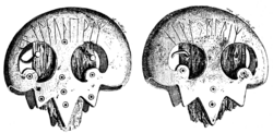 Illustration of the Thorsberg chape (c. 210-260 CE) showing the runic inscriptions on both sides[18]