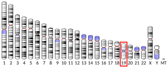 Chromosome 19 (human)
