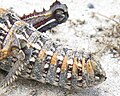Short cerci on abdomen of a species of pamphagid grasshopper