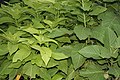 Pisonia grandis in Hyderabad
