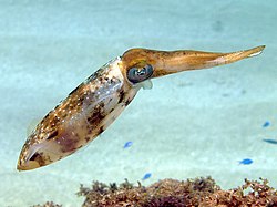 Caribbean reef squid ("Sepioteuthis sepioidea")