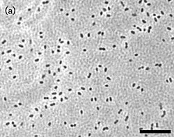 Edaphobacter modestus