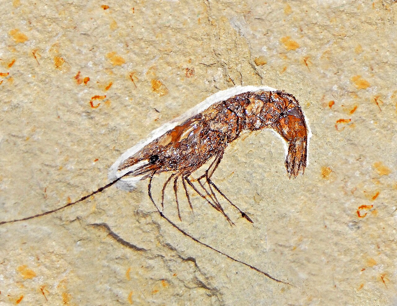 Penaeidae - Macropenaeus species.JPG
