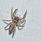 Jumping spider (48128064301)