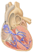 Heart; conduction system (SA node labeled 1)