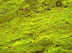 powdery sulphur-yellow crust