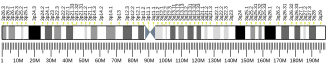 Chromosome 3 (human)