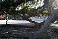 Friendship Oak on the campus of Southeastern Louisiana University is hundreds of years old. Like other mature spreading oaks, Friendship Oak is maintained by arborists to prevent the limbs from growing into the ground.