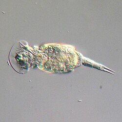 Rotifers, usually 0.1–0.5 mm long, may look like protists but have many cells and belongs to the Animalia.