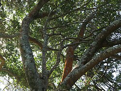 Growing at Bass Point, NSW