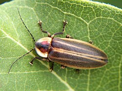 Photuris lucicrescens
