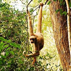 Brown monkey