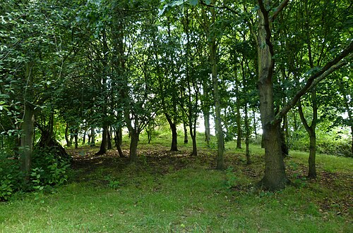 Repository Woods (2015)