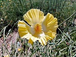 Glaucium vitellinum