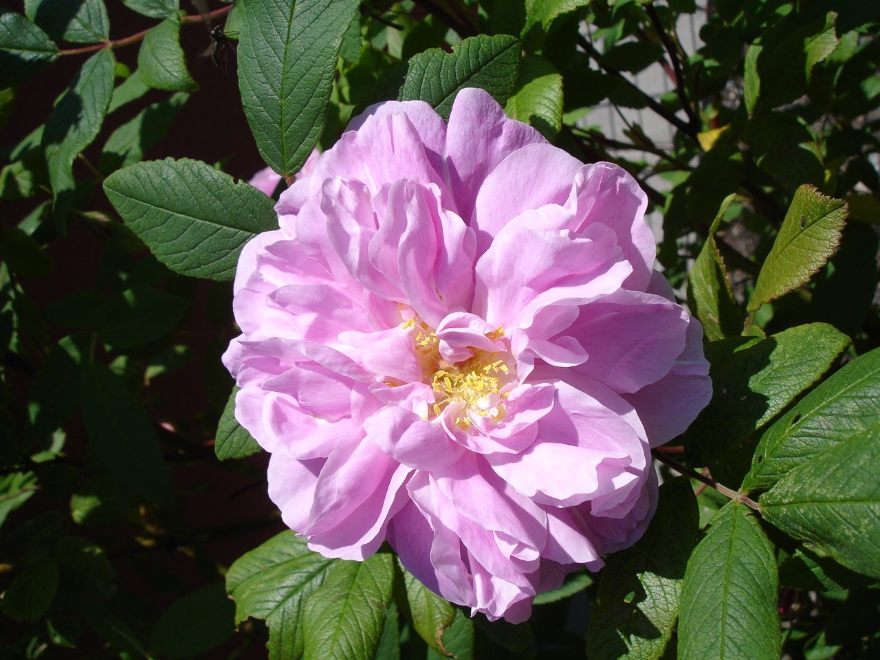 RosaThereseBugnet1UME.jpg