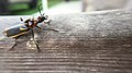 Individual in Texas, United States