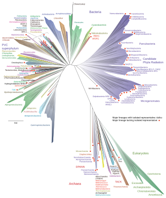 A 2016 metagenomic representation of the tree of life, unrooted, using ribosomal protein sequences. Bacteria are at top (left and right); Archaea at bottom; Eukaryotes in green at bottom right.[134]