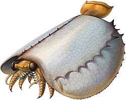 Life restoration of Tuzoia, a large hymenocarine