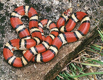 The harmless red milk snake, a Batesian mimic of the coral snake