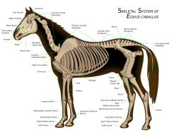 Horse skeleton with six lumbar vertebrae and 18 ribs